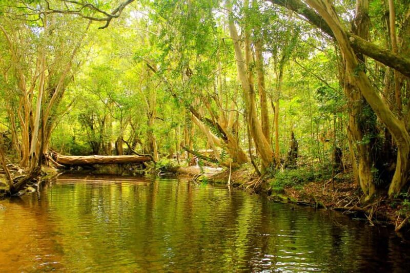 Cairns: Forest and Waterfalls Half-Day 4WD Guided Adventure - Final Thoughts