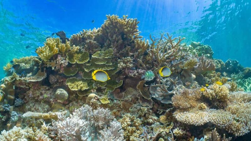 Cairns: Great Barrier Reef and Fitzroy Island Boat Tour - An Overview of the Tour