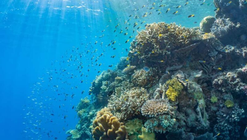 Cairns: Great Barrier Reef and Fitzroy Island Boat Tour - Final Thoughts: Who Should Consider This Tour?