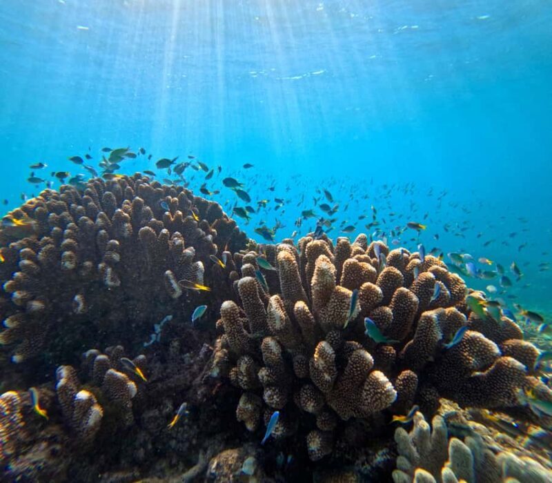Cairns: Great Barrier Reef Half-Day Snorkelling Tour - An Introduction to the Tour Experience
