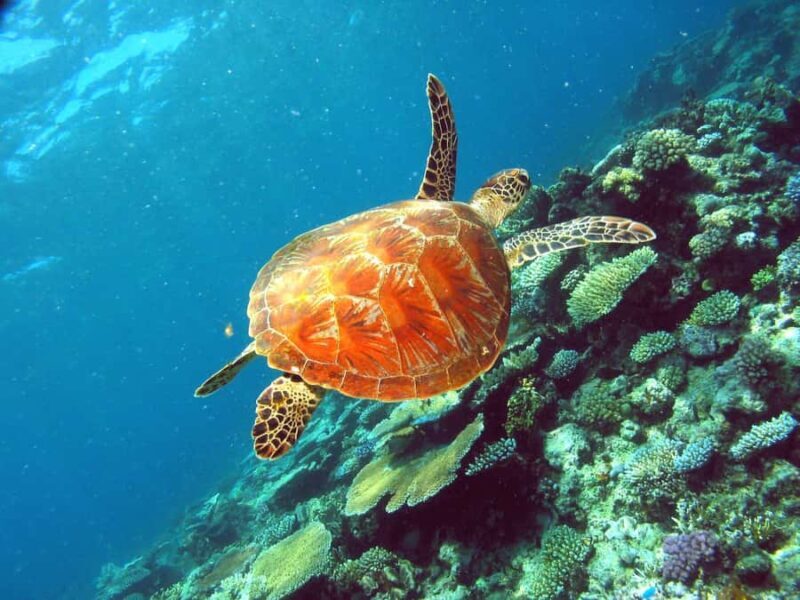 Cairns: Great Barrier Reef Half-Day Snorkelling Tour - Frequently Asked Questions