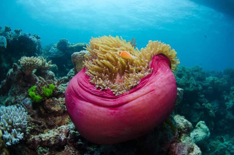 Cairns: Great Barrier Reef Overnight Snorkelling Boat Trip - Why This Trip Offers Great Value