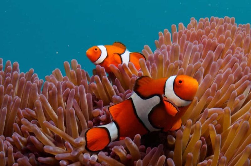 Cairns: Great Barrier Reef Overnight Snorkelling Boat Trip - Final Thoughts: Who Is This Tour Best For?