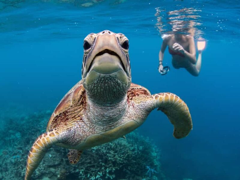 Cairns: Great Barrier Reef Pontoon, Travel by Helicopter - Who Should Consider This Tour?
