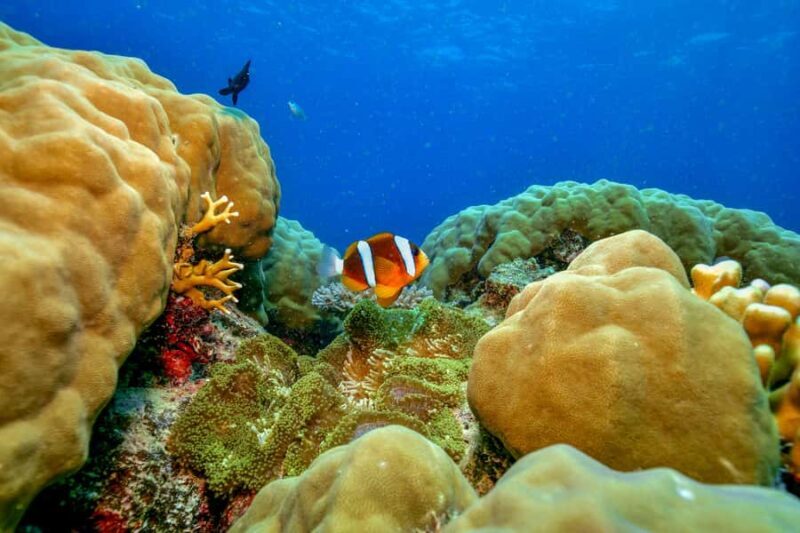 Cairns: Great Barrier Reef Premium Diving Full Day Tour - Setting the Scene: What This Tour Offers