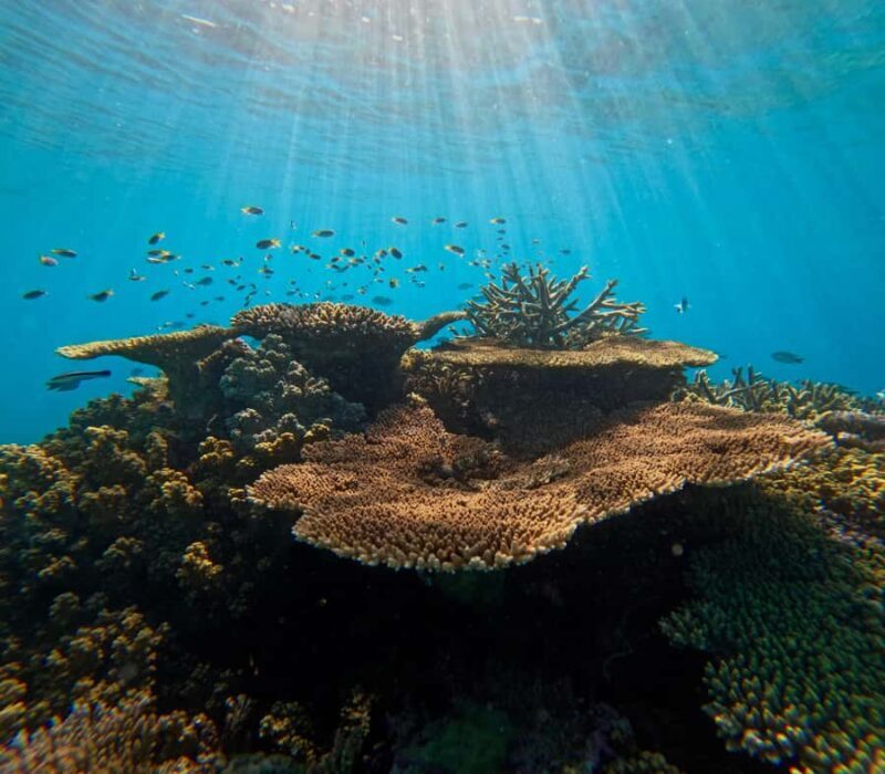 Cairns: Great Barrier Reef Small Group Snorkelling Tour - Key Points