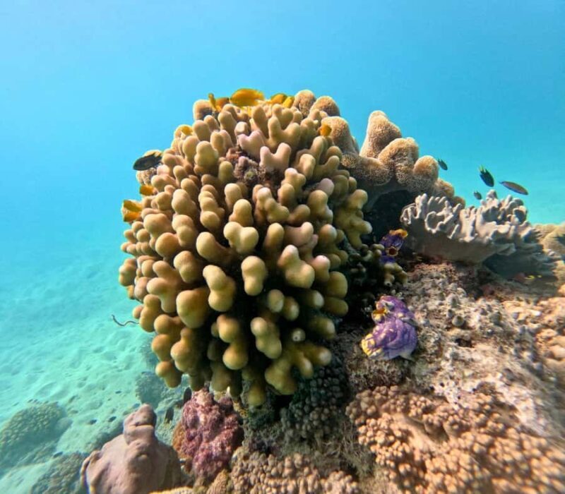 Cairns: Great Barrier Reef Small Group Snorkelling Tour - FAQ