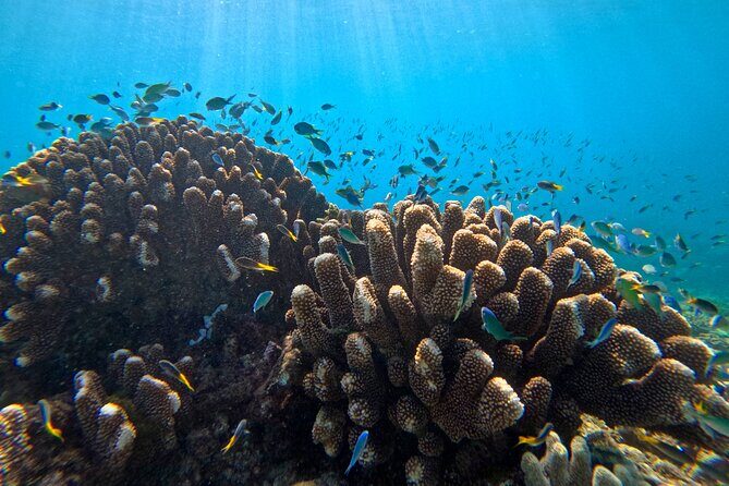 Cairns Great Barrier Reef Snorkel and Flight Adventure - Authentic Traveler Insights
