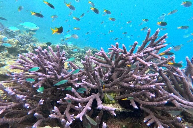 Cairns Great Barrier Reef Snorkel and Flight Adventure - Final Thoughts