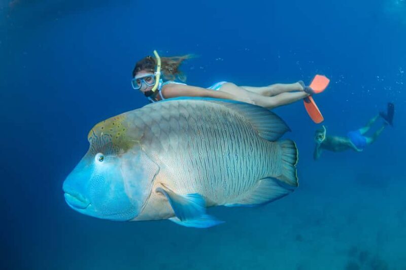 Cairns: Green Island + Moore Reef Activity Platform Combo - Who Should Consider This Tour?