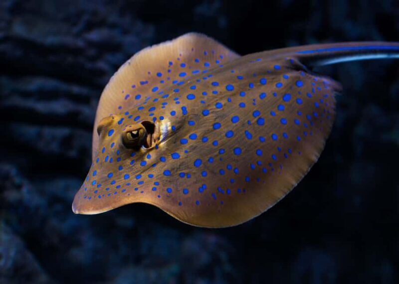 Cairns: Guided Twilight Tour of the Aquarium - Key Points
