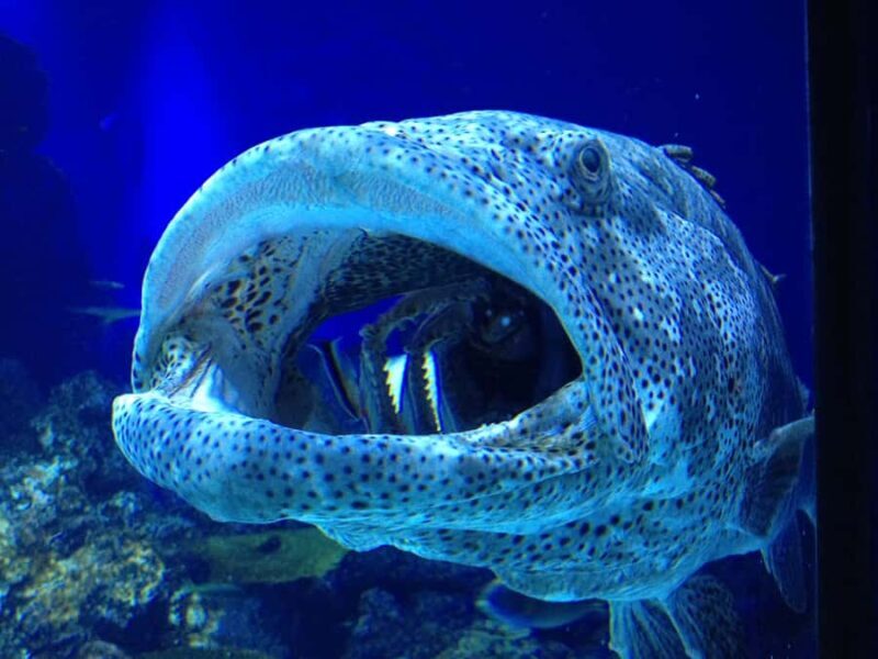 Cairns: Guided Twilight Tour of the Aquarium - Final Thoughts