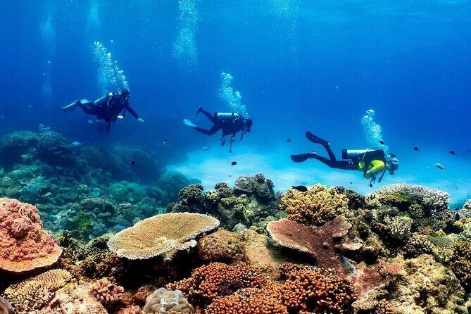 Cairns Half Day Tour a Great Barrier Reef Snorkeling Experience - Who is This Tour Perfect For?