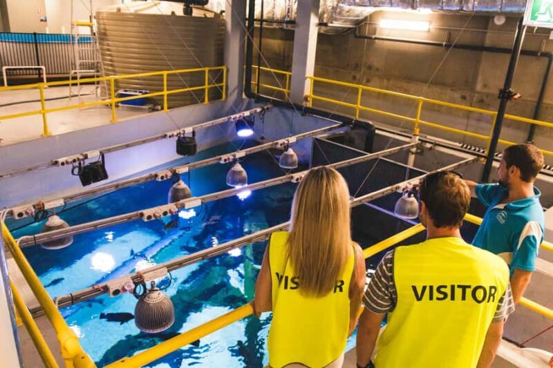 Cairns: Marine Life Encounter - Hand-Feeding the Rays: A Memorable Interaction