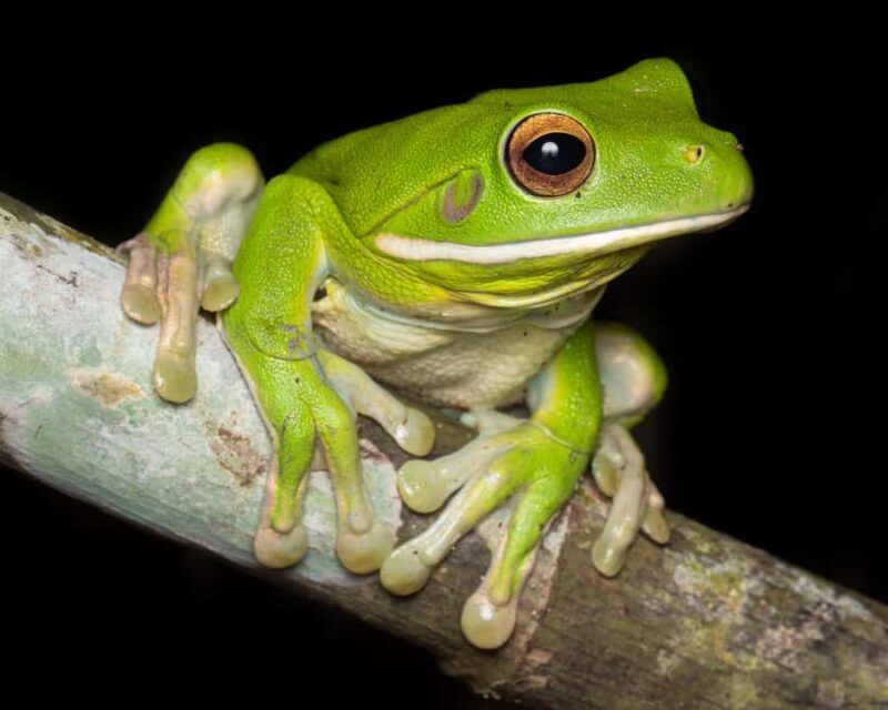 Cairns: Night Walk in Cairns Botanic Gardens - Spotting the Wildlife: What You Might See