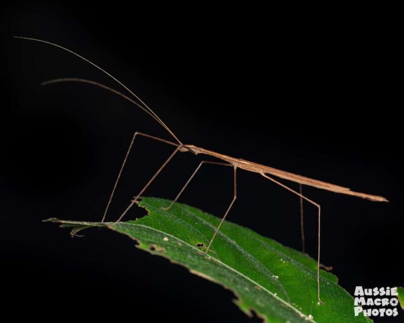 Cairns: Night Walk in Cairns Botanic Gardens - Practical Details: Timing, Group Size, and Cost