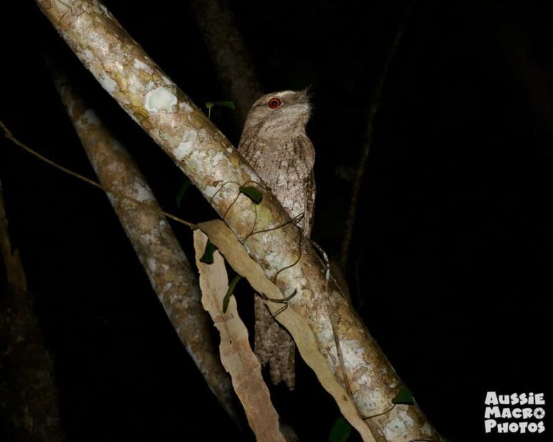 Cairns: Night Walk in Cairns Botanic Gardens - Authentic Encounters and Trustworthy Guides