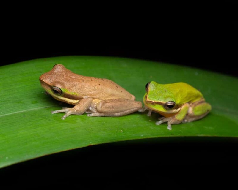 Cairns: Night Walk in Cairns Botanic Gardens - Final Thoughts: Is This Tour Worth Your Time?