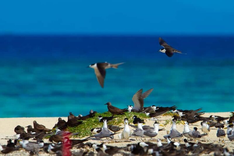 Cairns: Ocean Spirit Great Barrier Reef Full Day Tour - Authentic Experiences and What Travelers Say