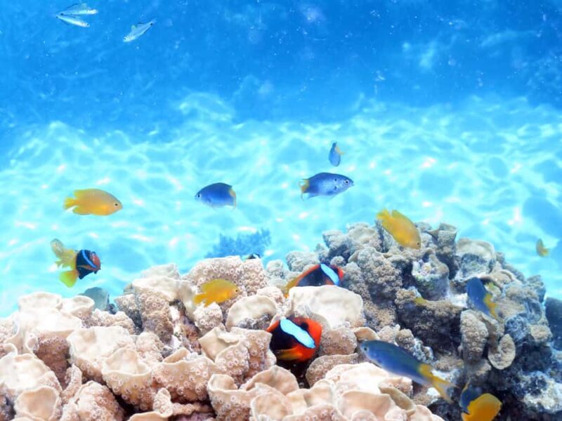 Cairns: Ocean Spirit Great Barrier Reef Full Day Tour - Who’s This Tour Best Suited For?