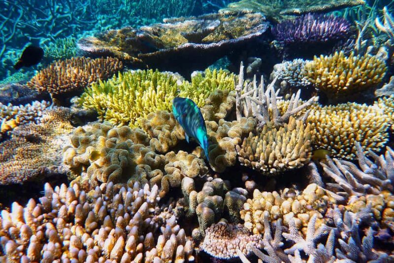 Cairns: Outer and Coral Cay Snorkel and Dive Cruise - Who Will Love This Tour?