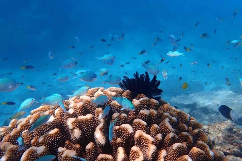 Cairns: Outer Great Barrier Reef & Dunk Island Small Group - Arrival and Departure — Starting Early for a Full Day