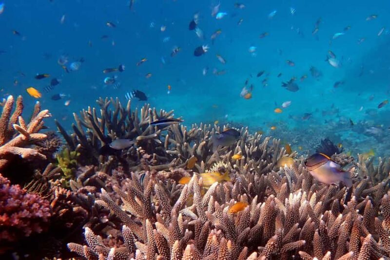 Cairns: Outer Great Barrier Reef & Dunk Island Small Group - Exploring Beaver Reef — A Pristine Underwater Wonderland