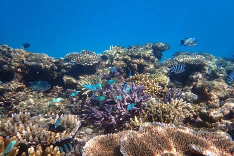 Cairns: Outer Great Barrier Reef & Dunk Island Small Group - The Return Journey — Wrapping Up a Full Day