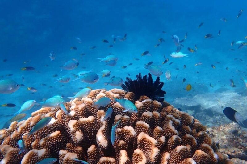 Cairns: Outer Great Barrier Reef & Dunk Island Small Group - Price and Value