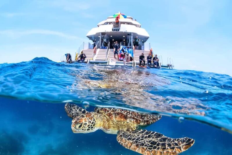 Cairns: Outer Great Barrier Reef Full-Day Tour with Lunch - Key Points