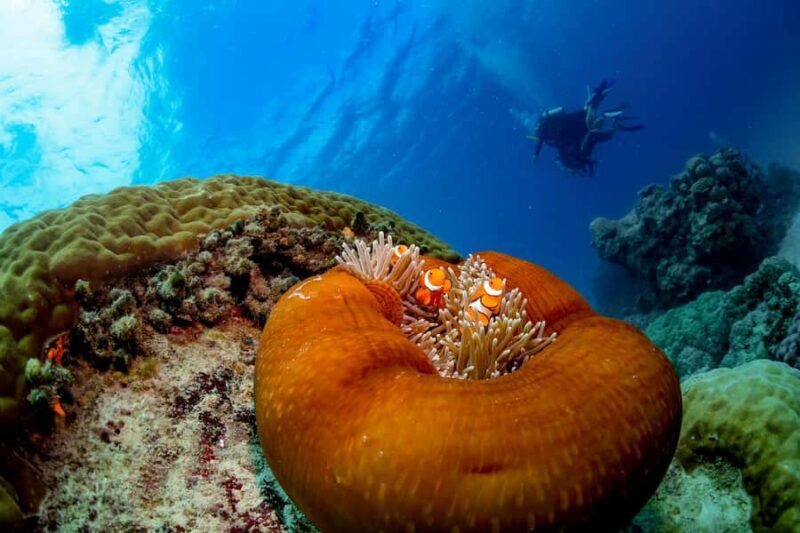Cairns: Outer Great Barrier Reef Full-Day Tour with Lunch - The Value of This Tour