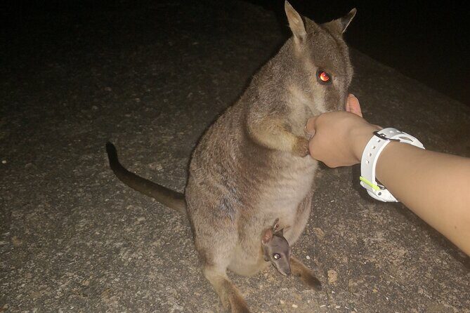 Cairns Paronella Park Herberton and Wild life Tour - Encountering Wildlife at Granite Gorge