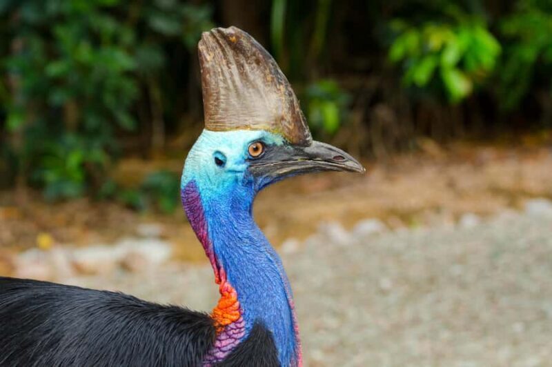 Cairns: Paronella Park Rainforest Full-Day Tour with Dinner - FAQs
