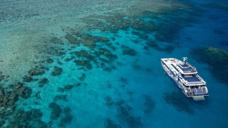 Cairns: Premium Snorkelling and Diving Reef Day Trip - What Travelers Love (and Sometimes Question)