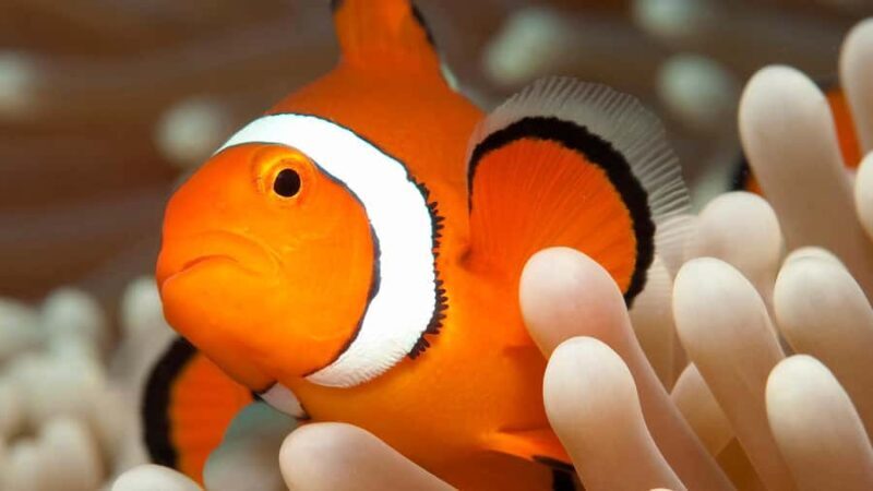 Cairns: Premium Snorkelling and Diving Reef Day Trip - About the Experience Provider: Divers Den