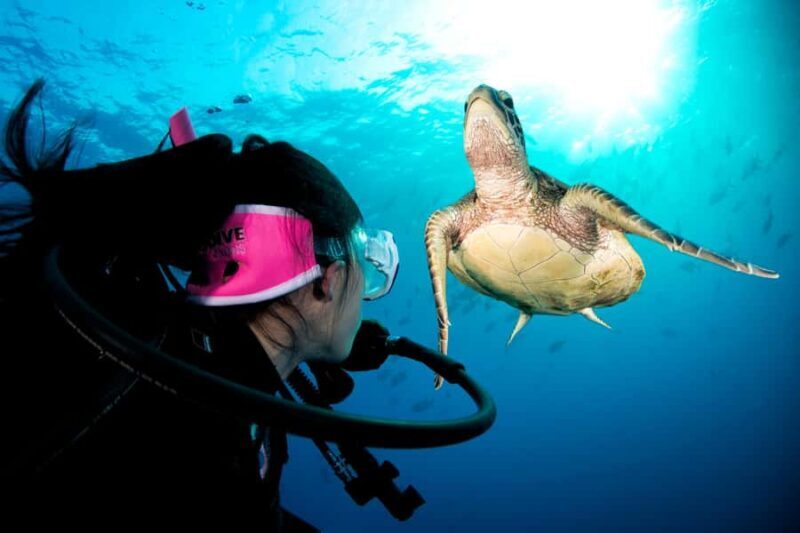 Cairns: Pro Dive Great Barrier Reef 3 Day/2 Night Dive Trip - Key Points