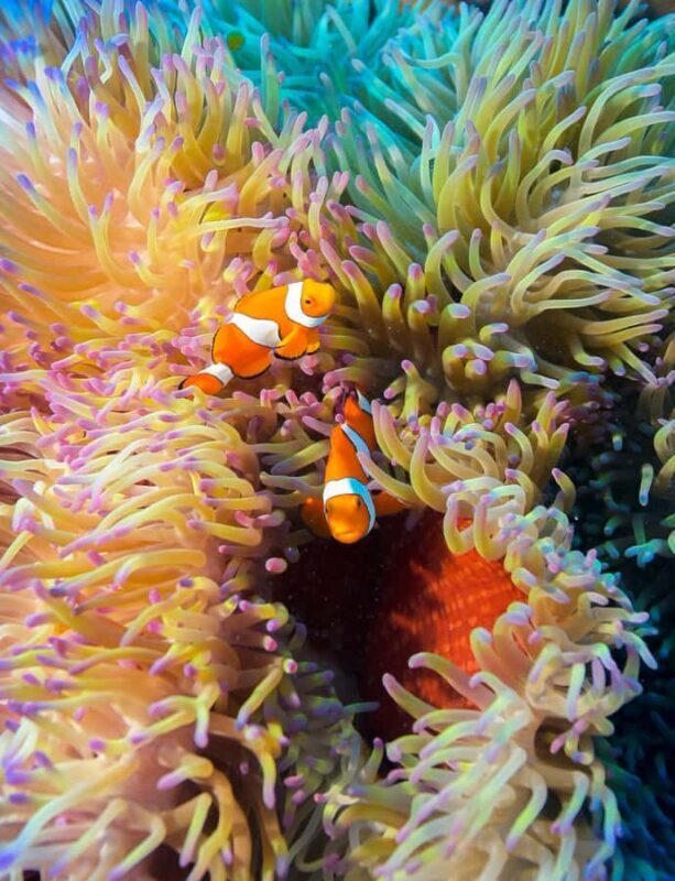 Cairns: Pro Dive Great Barrier Reef 3 Day/2 Night Dive Trip - Who Should Consider This Tour?