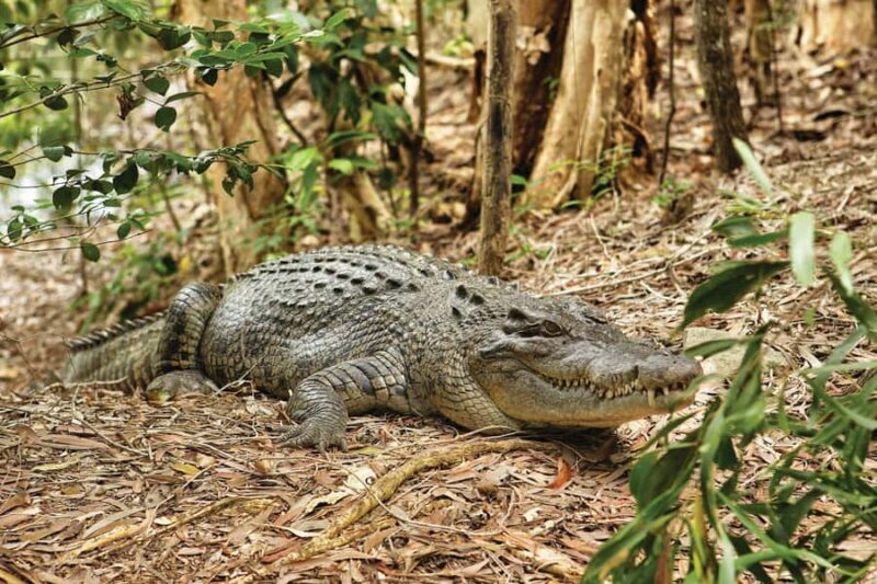 Cairns Shore Excursion: Crocodile & Wildlife Park Tour - The Itinerary: What to Expect