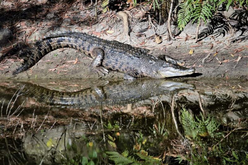 Cairns Shore Excursion: Crocodile & Wildlife Park Tour - Practical Details and What You’ll Love
