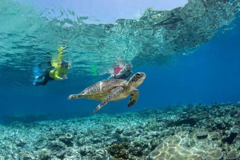 Cairns: Silverswift 3 Great Barrier Reef Sites in 1 Day - An In-Depth Look at the Tour Experience