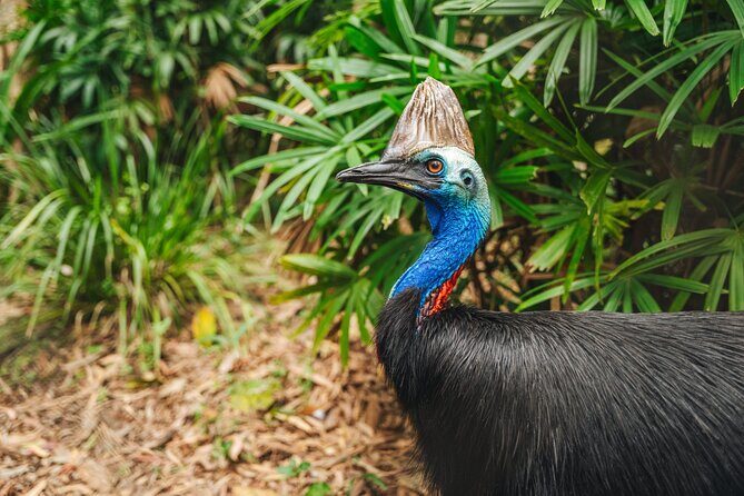 Cairns to Daintree Cape Tribulation 3 Day Tour via Port Douglas - FAQs
