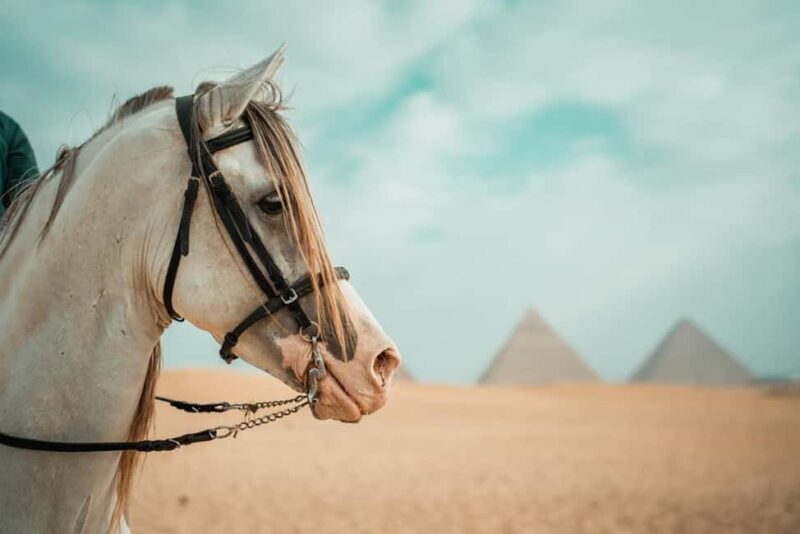 Cairo: Pyramids Arabian Horse or Camel Ride with Bedouin Tea - FAQ