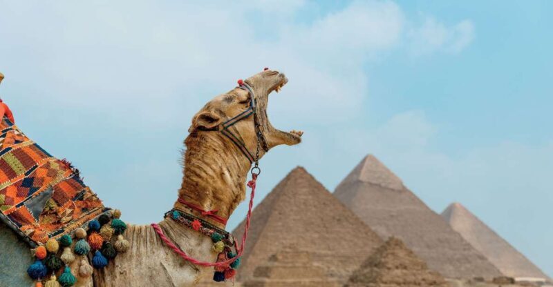 Cairo: Pyramids, Museum & Citadel Adventure - Who Will Love This Tour?