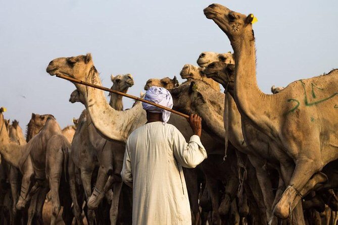 Cairo Unusual Day Tour Visit Camel Market in Birqash - Frequently Asked Questions