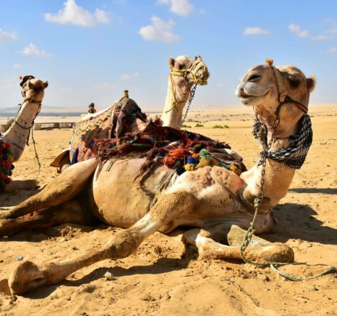 Cairo: Wadi El Ryan, El Fayoum Oasis & Bird Watching Tour - A Closer Look at the Tour