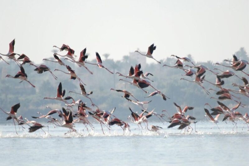 Cairo: Wadi El Ryan, El Fayoum Oasis & Bird Watching Tour - Transportation and Logistics