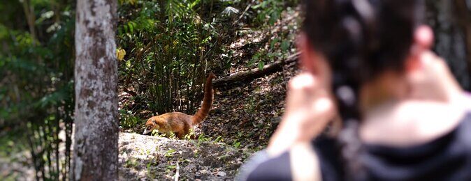 Calakmul Ancient Maya City Tour - From Campeche - Exploring the Calakmul Archaeological Zone