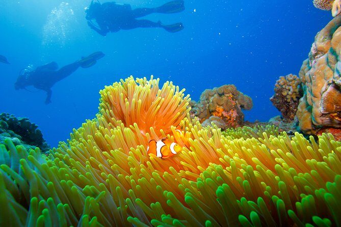 Calypso Outer Great Barrier Reef Cruise from Port Douglas - Final Thoughts