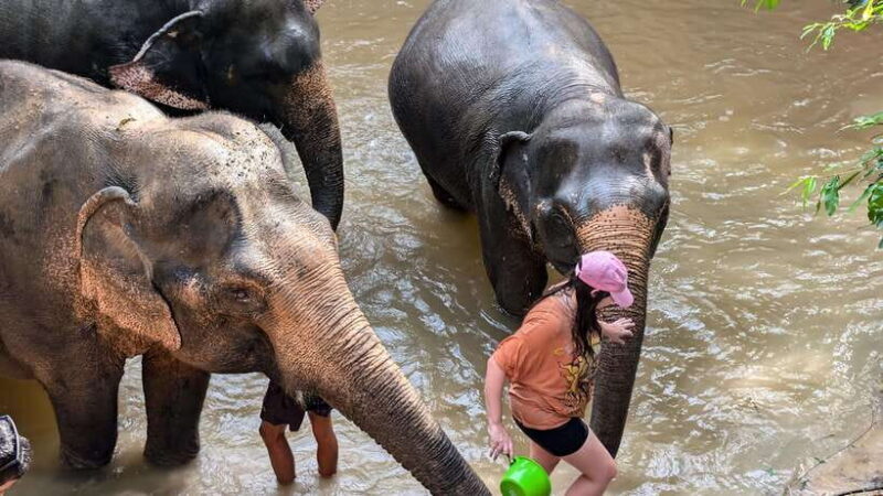 Cambodia Elephant Sanctuary Include Hotel Transfer Roundtrip - A Closer Look at the Experience