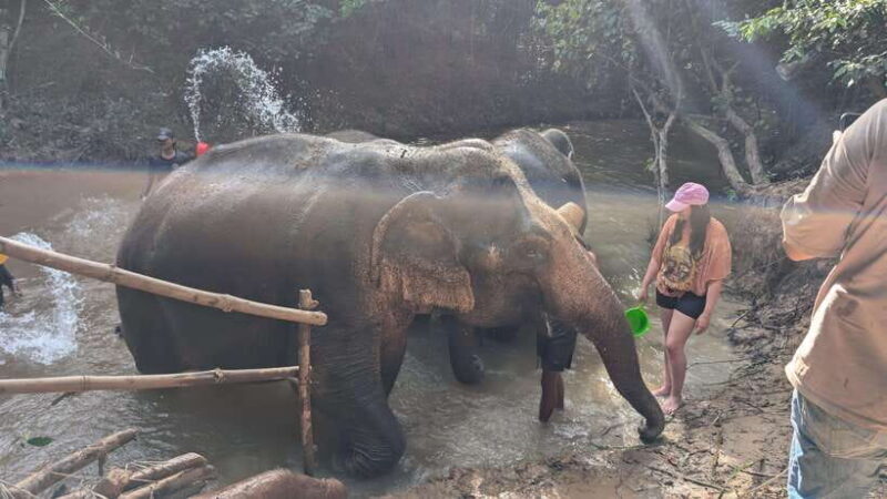 Cambodia Elephant Sanctuary Include Hotel Transfer Roundtrip - Who Will Love This Tour?
